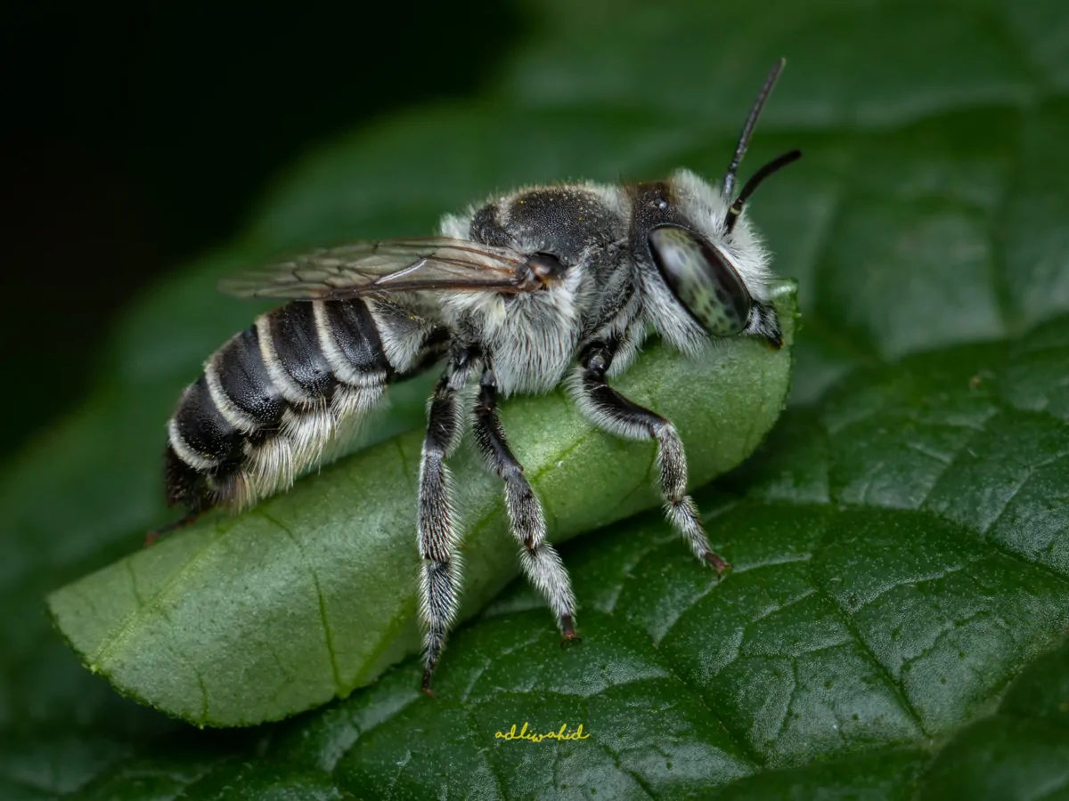 Megachile sp (Leaf Cutter bee) sitting on a leaf